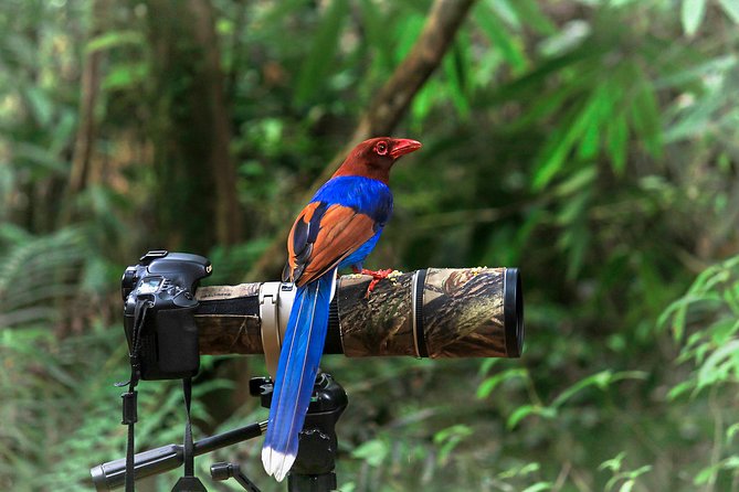 Birdwatching in the Rainforest